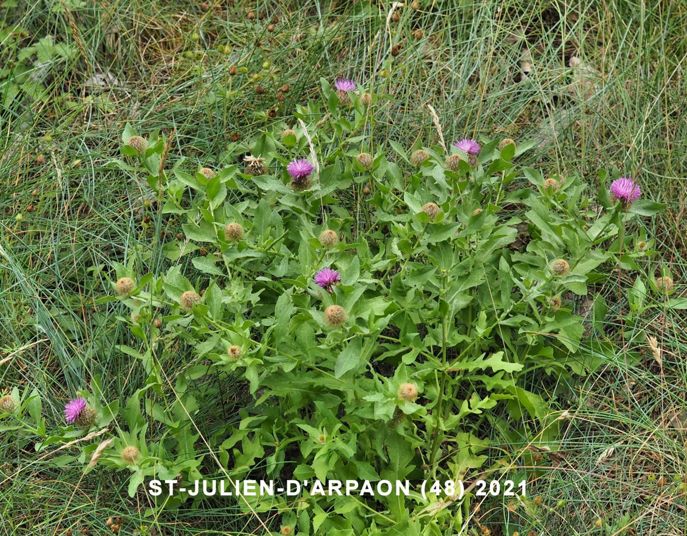 Knapweed, Plume plant